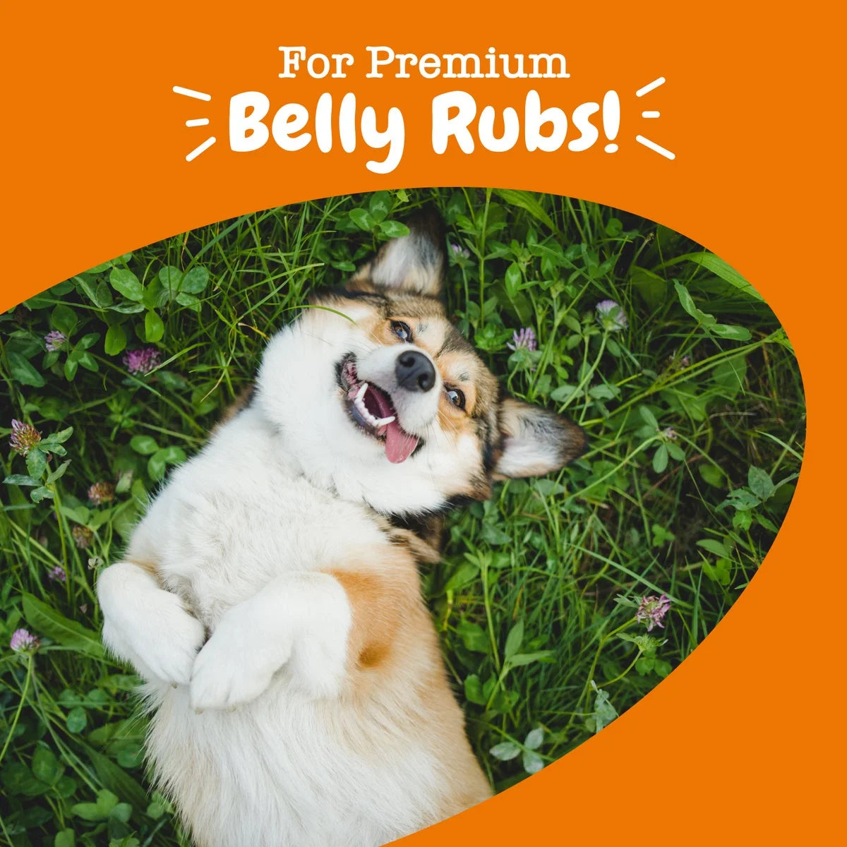 (6 Pack) Probiotic Bites for Dogs, to Support Gut Health, Pumpkin 60Ct