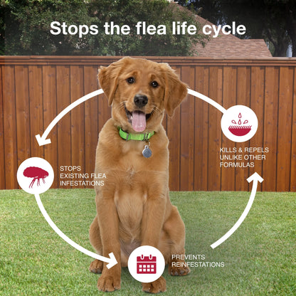 Monthly Flea & Tick Prevention for Medium Dogs 11-20 Lbs, 4-Monthly Treatment