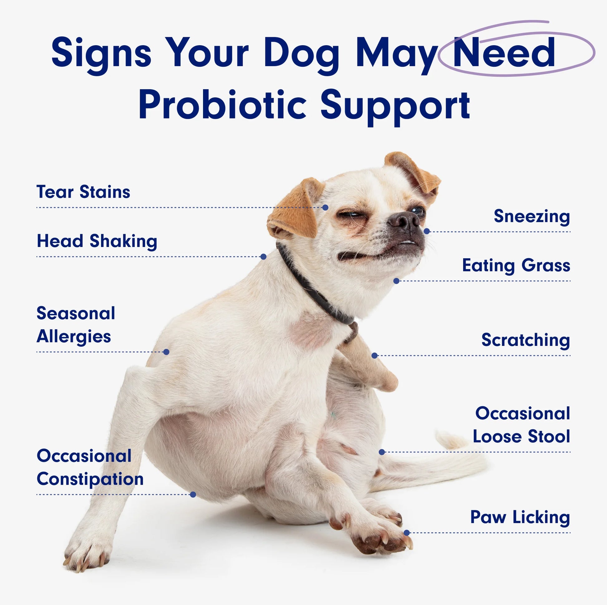Co. Probiotic Chews, Delicious Soft Chew Probiotics for Dogs, 30 Ct.
