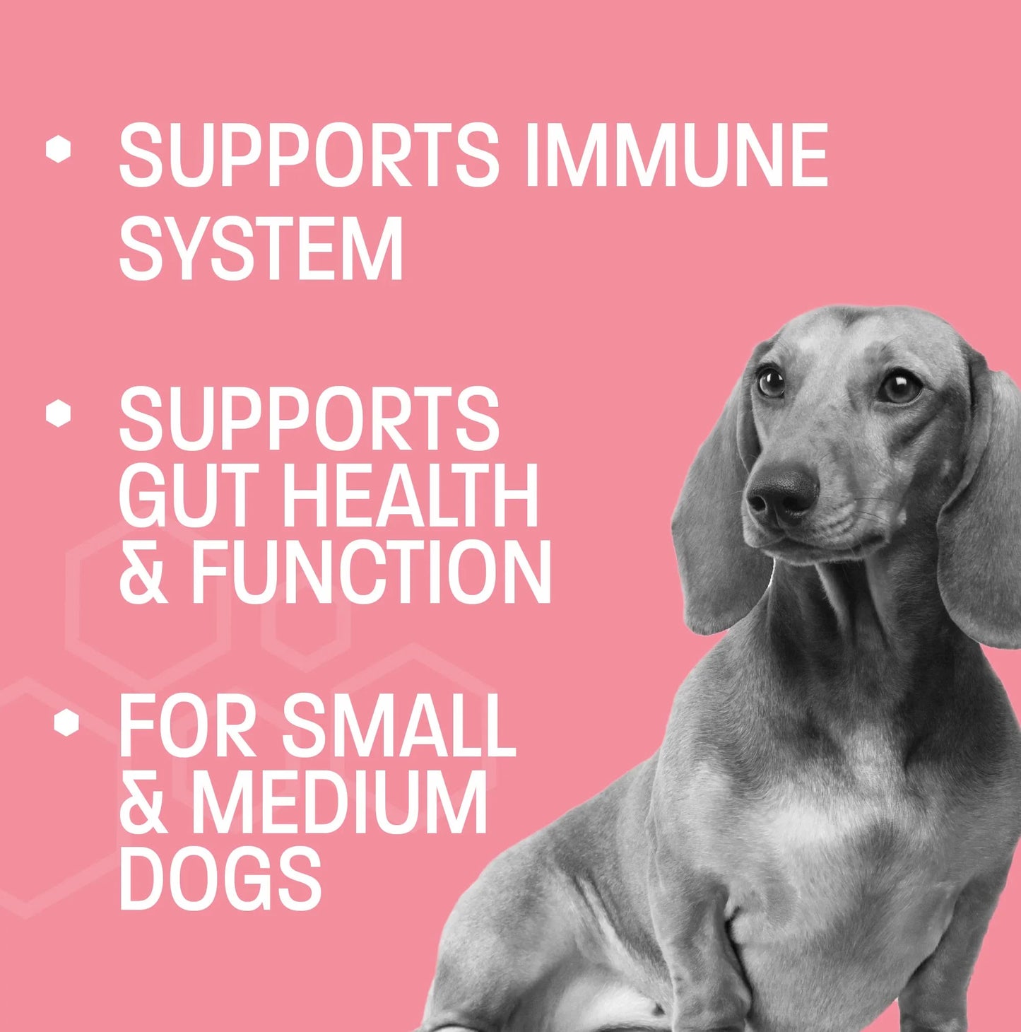 Dog Probiotic Chews for Dogs - Support Healthy Digestion Dog Probiotics and Digestive Enzymes for Gut Health for Dogs - for Traveling, Kenneling and Training - Large/Giant Dog