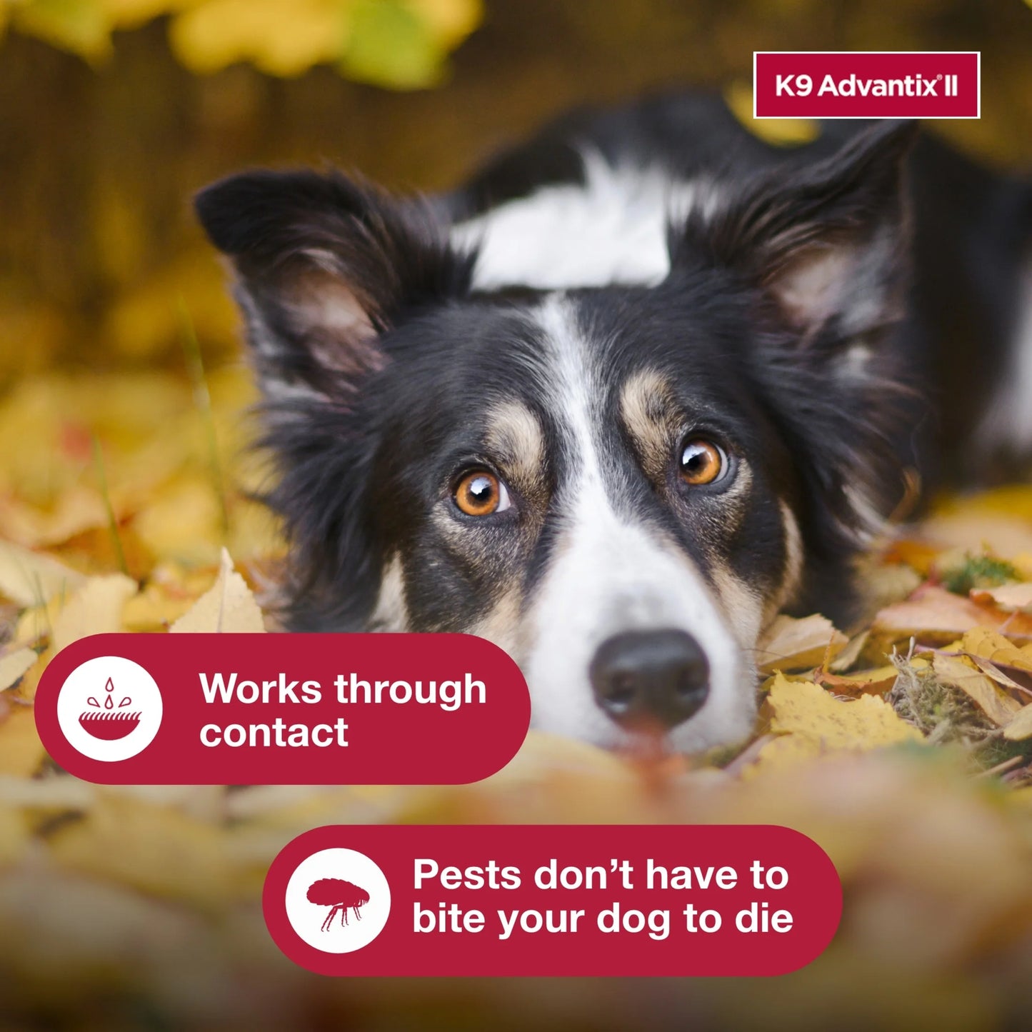 Monthly Flea & Tick Prevention for Medium Dogs 11-20 Lbs, 4-Monthly Treatment