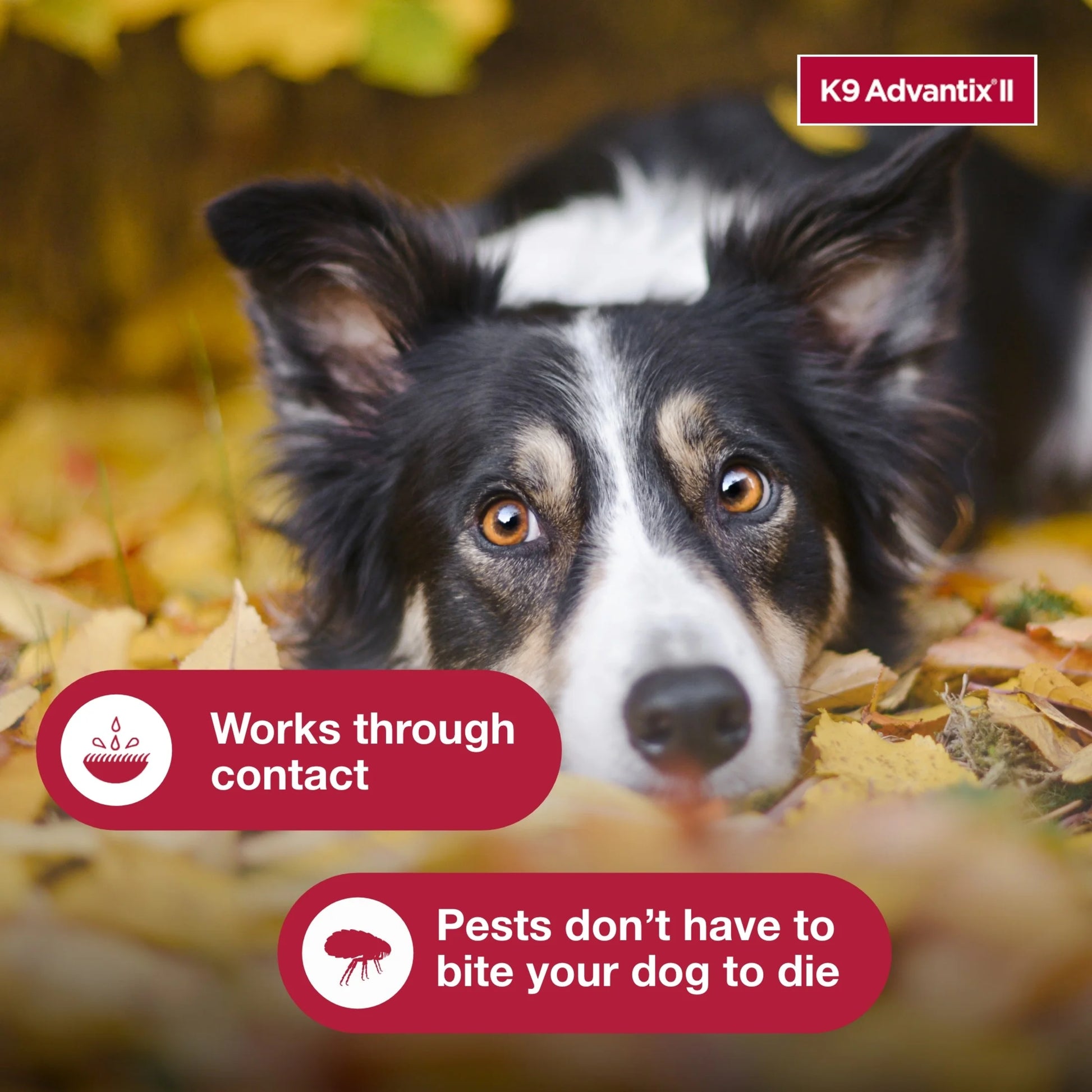 Monthly Flea & Tick Prevention for Medium Dogs 11-20 Lbs, 4-Monthly Treatment