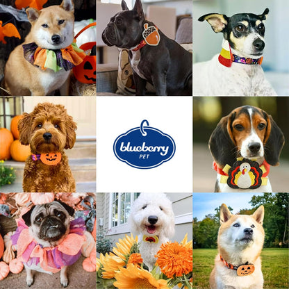 Thanksgiving Dog Collar - Adjustable Fall Pumpkin Puppy Collar for Small Dogs, Medium 14.5"-20" - Perfect for Holiday Enthusiasts & Family Photos - Seasonal Dog Collars