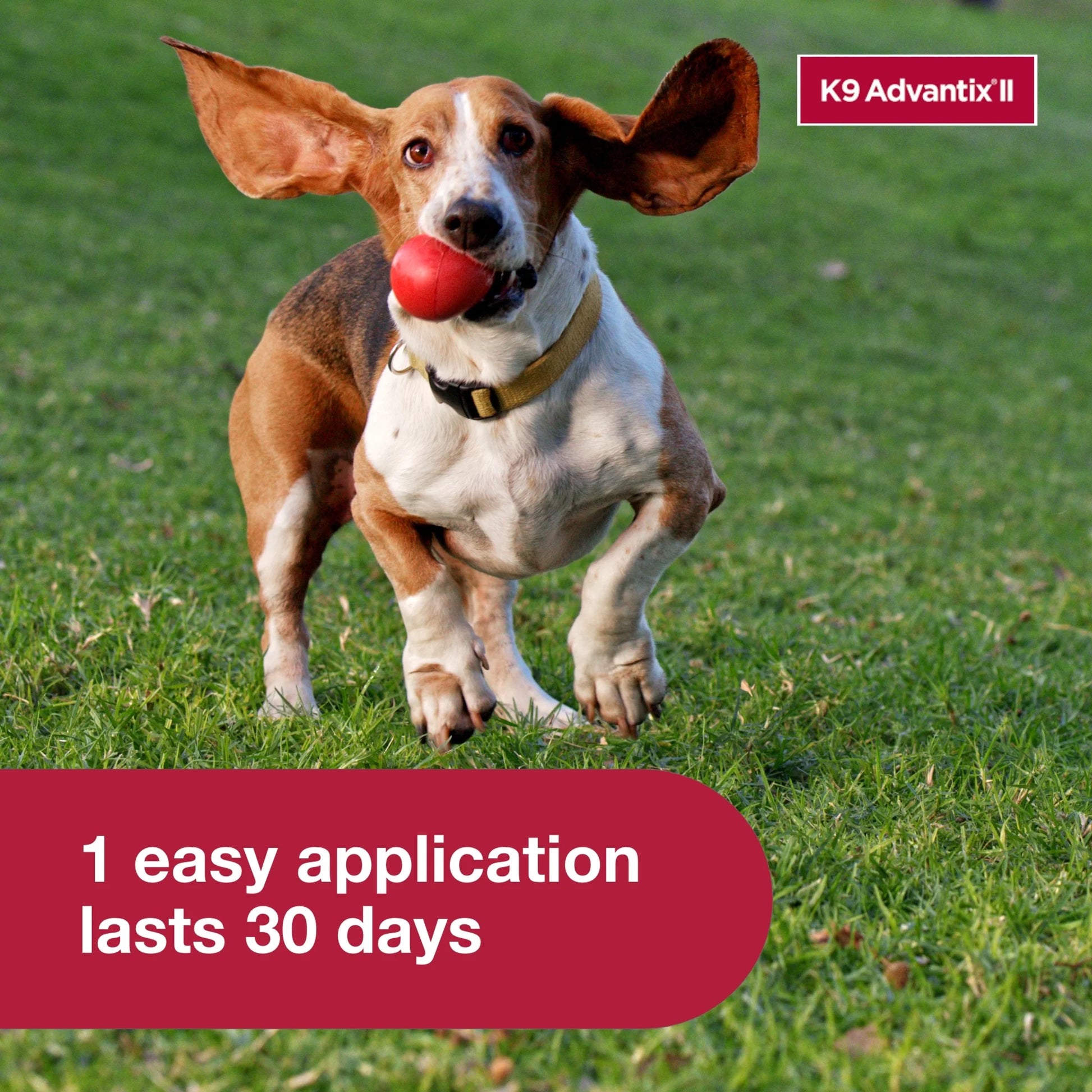 Monthly Flea & Tick Prevention for Medium Dogs 11-20 Lbs, 4-Monthly Treatment